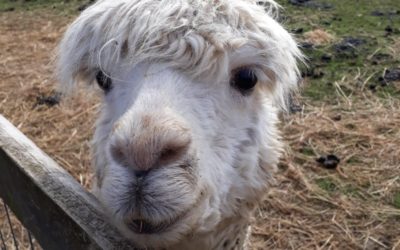 Alpacas Visit