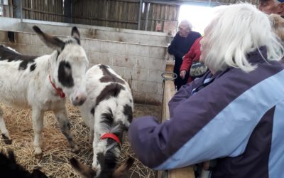 Trip to Donkey Sanctuary