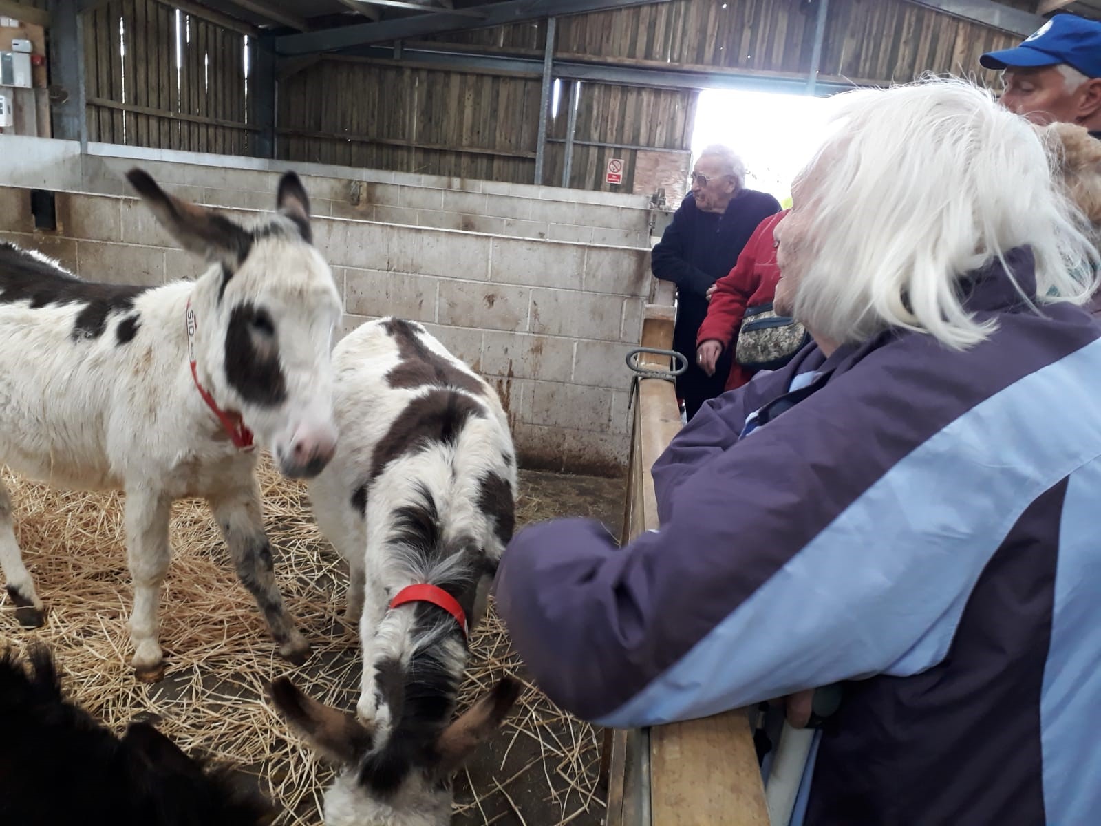 Trip to Donkey Sanctuary